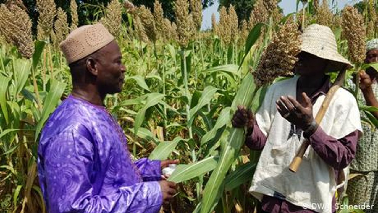 Mali: Ein Bürgermeister kämpft gegen die Wüste