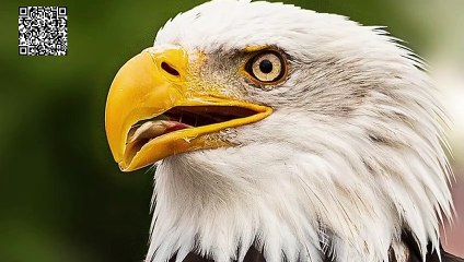 Poderoso Arquétipo da Águia: Exercício com o Canto da Águia