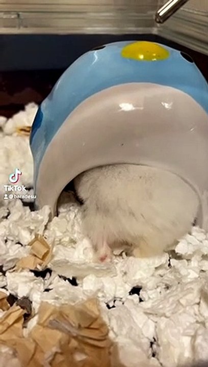 hamster