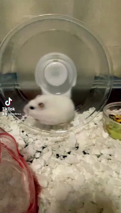 hamster