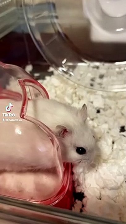 hamster
