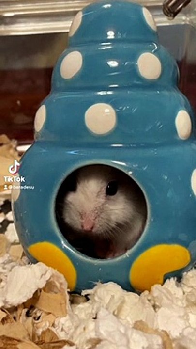 hamster