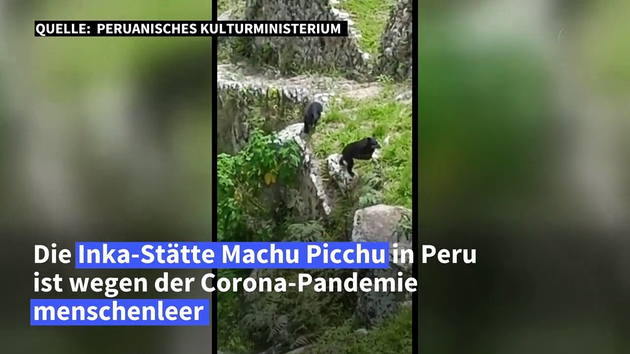 Brillenbären 'besichtigen' menschenleeres Machu Picchu