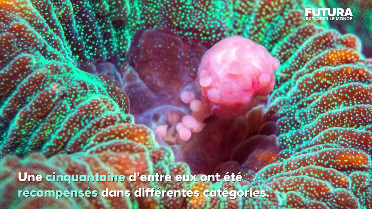 Top 15 des plus beaux clichés sous-marins de 2020 | Futura