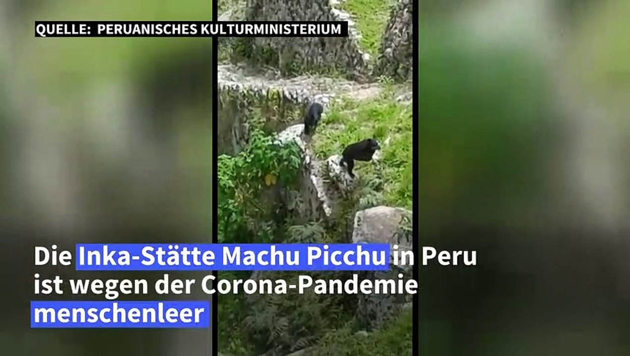 Brillenbären "besichtigen" menschenleeres machu picchu