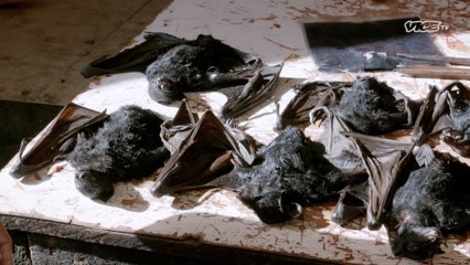 WET MARKETS EXPOSED : Trailer