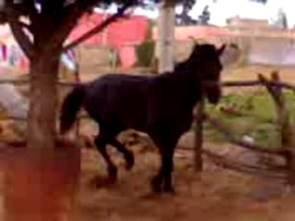 cheval