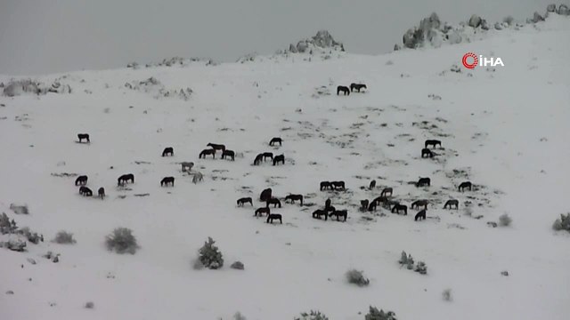 Afyonkarahisar'da yılkı atlarının doğa ile mücadelesi kamerada