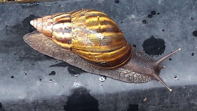 Lo que debe hacer si encuentra los peligrosos caracoles africanos que llegaron a Cundinamarca