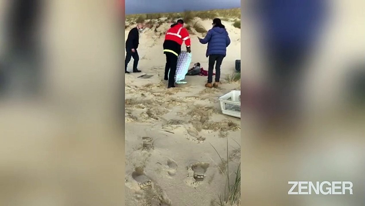 Seal Pup Rescued after being attacked