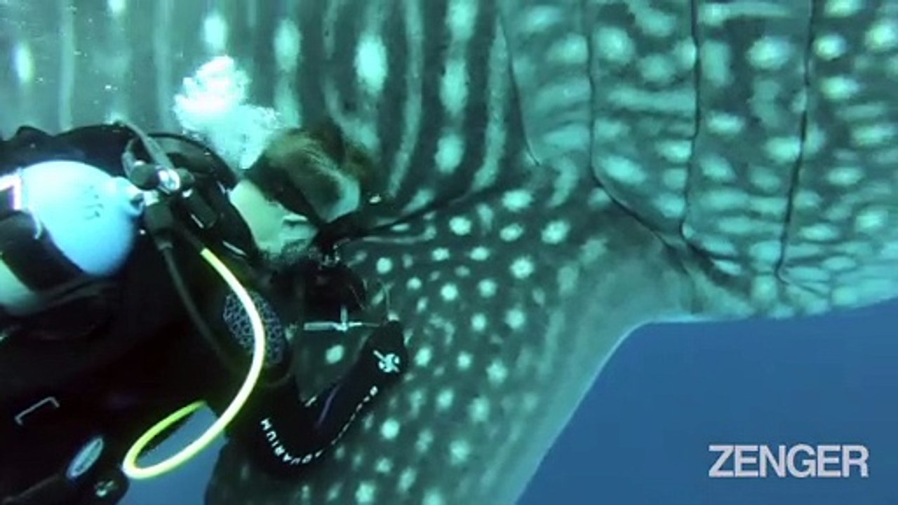 Galápagos Whale Shark Project