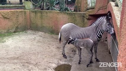 Adorable Baby Zebra Born in French Zoo