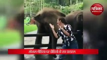 Video. Elephants started dancing After girl dance,