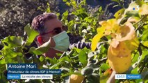 Alpes-Maritimes : la récolte des citrons de Menton démarre