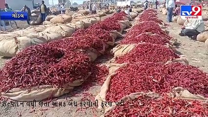 ગોંડલ માર્કેટિંગ યાર્ડમાં મરચાં અને ડુંગળીની ભારે આવક _tv9gujaratinews