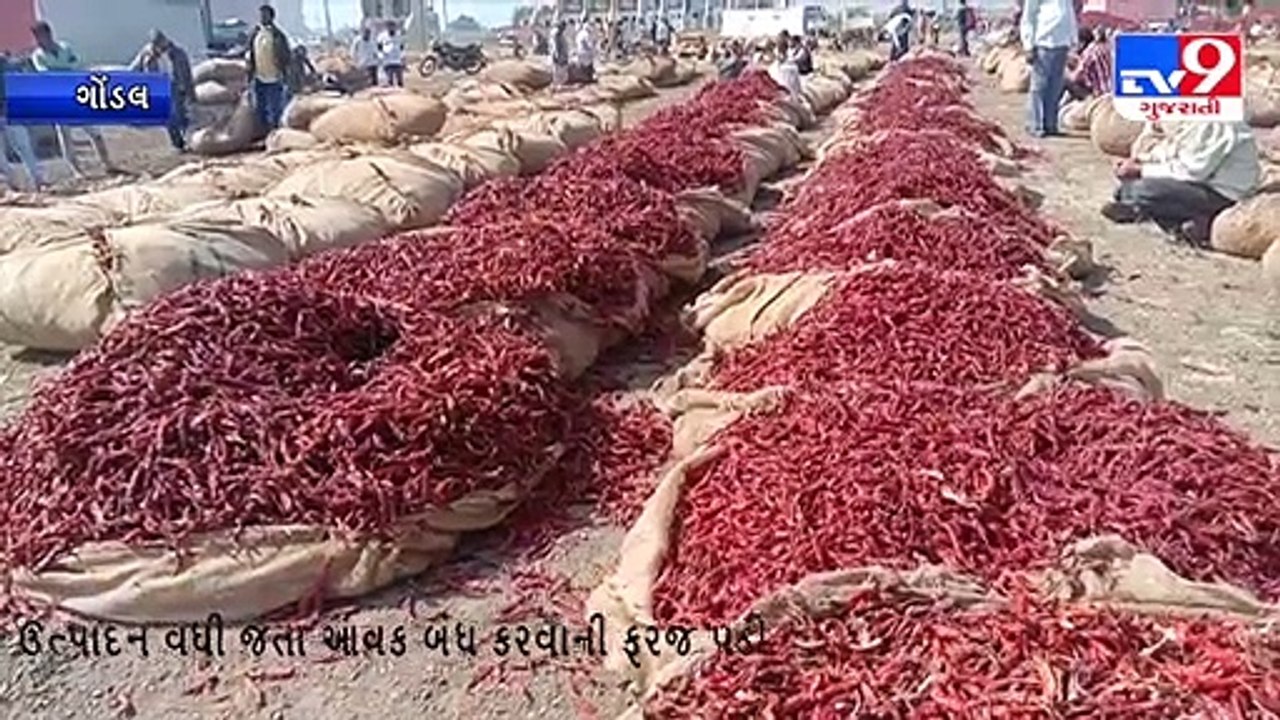ગોંડલ માર્કેટિંગ યાર્ડમાં મરચાં અને ડુંગળીની ભારે આવક _tv9gujaratinews