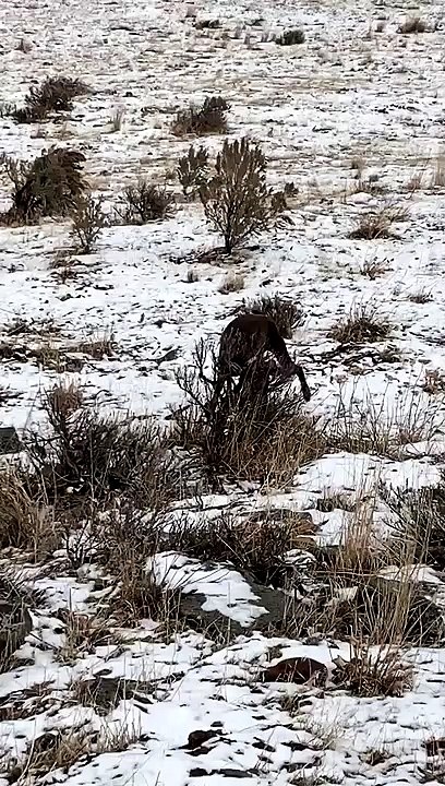 Dog Makes a New Feathered Friend
