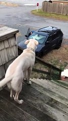 Excited Pup Gets the Wiggles