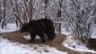 Relâché après 20 ans dans un zoo, cet ours continue de vivre comme sil était en cage