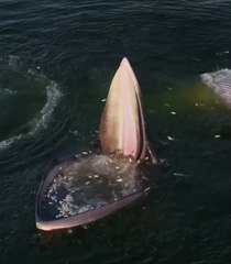 La technique de pêche de ce rorqual est incroyable