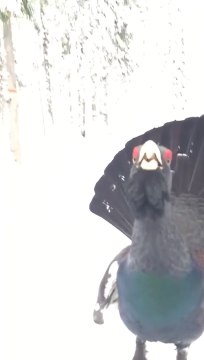 Un skieur croise la route d'un grand tetras en colère