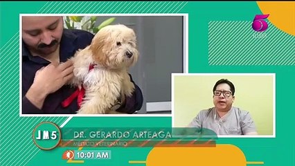 Corte de colas y orejas una forma de maltrato animal