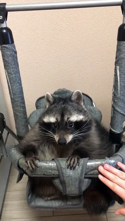 Pet Raccoon Enjoys Baby Swing