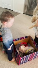 Young Brothers Meeting New Goldendoodle Puppy