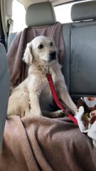 Doggo Drooling for a Treat