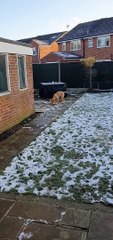 Dog Confused by Tennis Ball Frozen to the Ground
