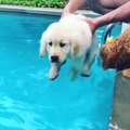 Funniest _ Cutest Golden Retriever Puppies - 30 Minutes of Funny Puppy Videos 2020.| funny vedio.