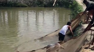 Fisher Man Catching  fish with big net  #fishing