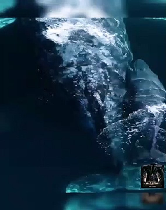 Big dolphin - dm_fd93d013b4632783869f27663f0155b2...