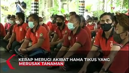 Burung Hantu Solusi Atasi Hama Tikus