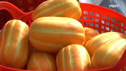 "달콤한 맛 좀 보이소"…경북 성주 참외 첫 출하