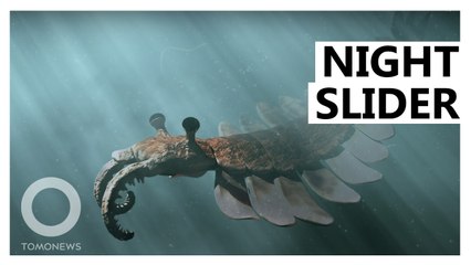 Giant Prehistoric 'Prawns' Developed Night-Vision Eyes