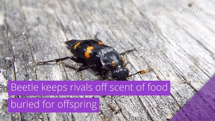 Beetle keeps rivals off scent of food buried for offspring, and other top stories in strange news from January 19, 2021.