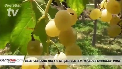 Buah Anggur Buleleng Jadi Bahan Dasar Pembuatan Wine