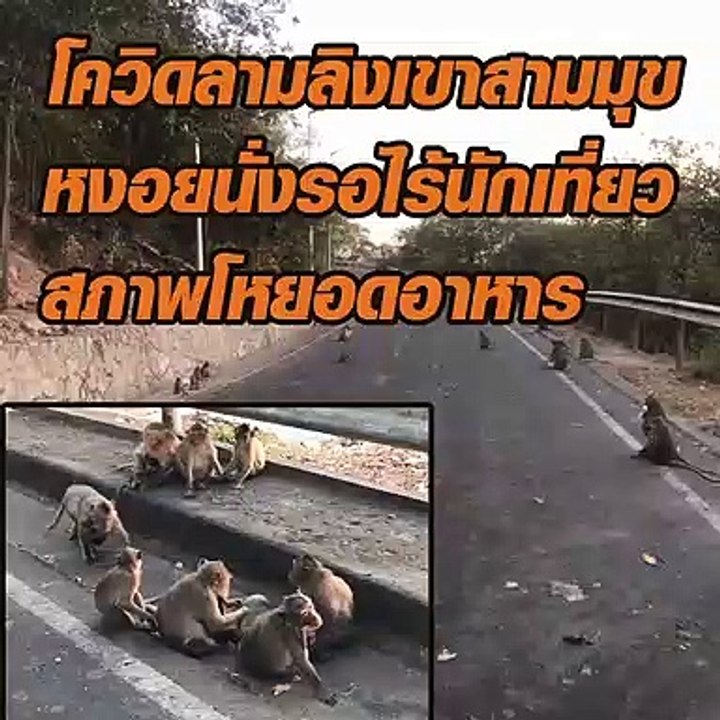 โควิดลาม ลิงเขาสามมุขหงอย นั่งรอไร้นักท่องเที่ยว สภาพโหยอดอาหาร