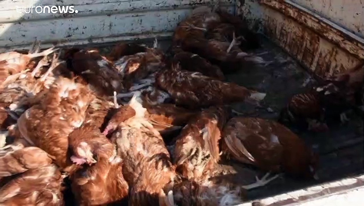 نفوق عشرات الآلاف من الدواجن جراء تفشي إنفلونزا...