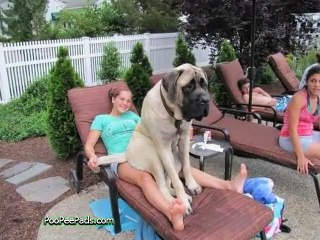 Funny Dogs Who Don't Realize How Big They...
