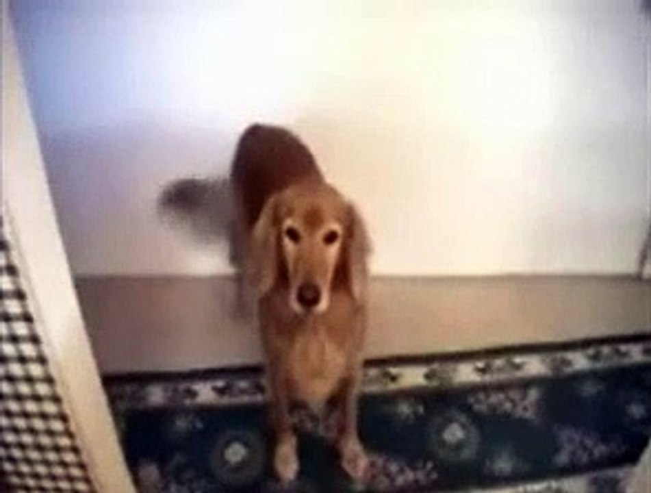 FUNNY DOG