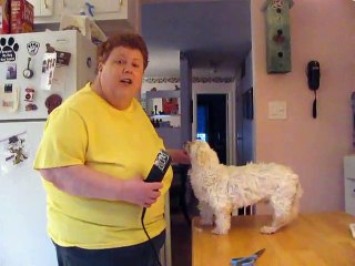 the lee dy touch celebrity pet hairstylist...