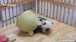 Les bébés pandas possèdent leurs propres petites maisons