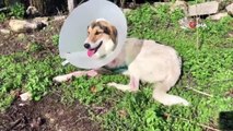 Ayağı ampute edilen köpeği iyileşmeden sokağa terk ettiler