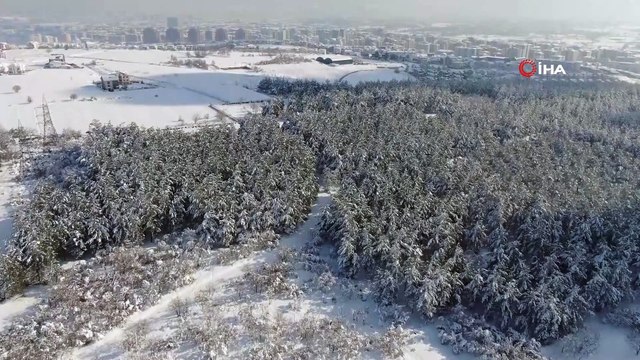 En şanslı geyikler... Üniversite bakıyor, milli parklar besliyor