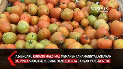 Erupsi Semeru Panen Petani Berkurang