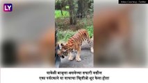 Tiger Pulls, Attacks Safari Vehicle In Bannerghatta National Park: वाघाचा पर्यटकांच्या सफारीवर हल्ला