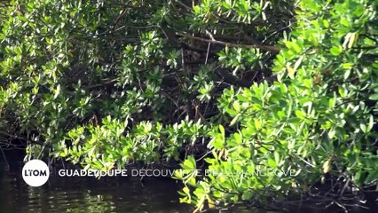 Guadeloupe : Découverte de la mangrove