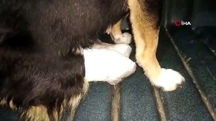 Caniler bu kez de Edirne'de ortaya çıktı